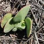 Crassula cotyledonis Hostoa