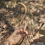 Godmania dardanoi Fruto