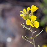 Erysimum bonannianum Flower