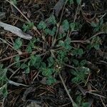 Trifolium scabrum Otro