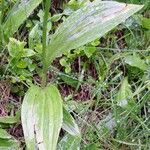 Allium victorialis Leaf