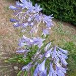 Agapanthus africanusFlower