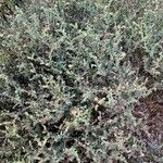 Heliotropium bacciferum Hábito
