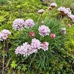 Armeria maritimaফুল