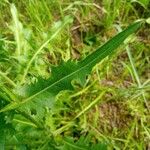 Cichorium endivia Leaf