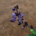 Plectranthus punctatus