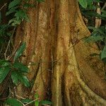 Pterocarpus officinalis Coajă