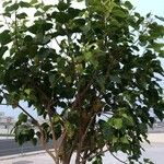 Ficus religiosaList