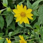 Helianthus divaricatus Fiore