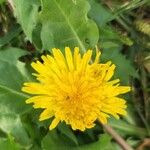 Taraxacum sonchoidesКветка