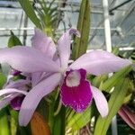 Cattleya purpurataΛουλούδι