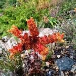 Sempervivum heuffelii Blüte