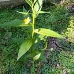 Ludwigia octovalvisLevél