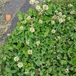 Trifolium repens অভ্যাস