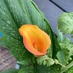 Zantedeschia albomaculata Кветка