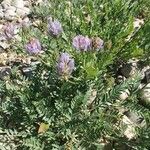 Astragalus leontinus Leaf