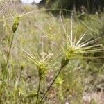 Aegilops geniculata Blomst