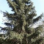 Picea omorika ശീലം