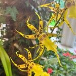 Brassia arachnoidea പുഷ്പം