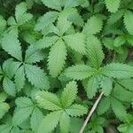 Potentilla simplex Feuille