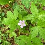 Geranium nodosumFlors