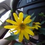 Helianthus tuberosus Flower