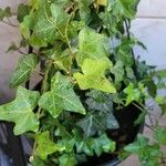 Hedera canariensis List