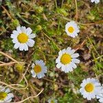 Anthemis ruthenica Fleur