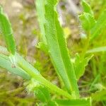 Gastrocotyle hispida Leaf