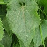 Doronicum caucasicum ഇല