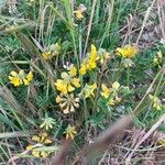 Hippocrepis comosa Blüte