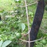 Randia armata Fruit