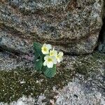 Primula vulgarisFlower