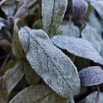 Salvia officinalisFolla