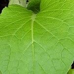 Brassica juncea पत्ता