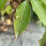 Cornus masDeilen