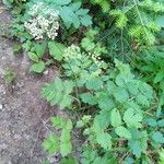 Pimpinella majorFloro