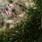 Viola cazorlensis Övriga