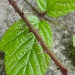 Rubus schleicheri Bark
