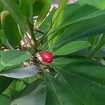 Erythroxylum coca Frucht