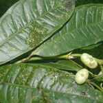 Faramea glandulosa Fruit