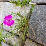 Dianthus carthusianorumΛουλούδι