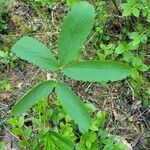 Comarum palustre Leaf