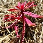 Euphorbia portlandica Natur