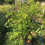 Citrus sinensis Blad