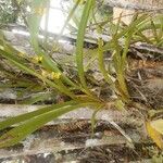 Oncidium sphacelatum Blatt