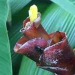 Calathea lutea Drugo