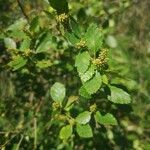 Betula humilis Folha