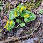 Ranunculus thora Flower