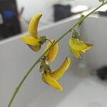 Crotalaria lanceolata Elinympäristö